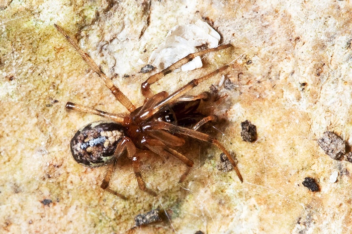 Enoplognatha sp.